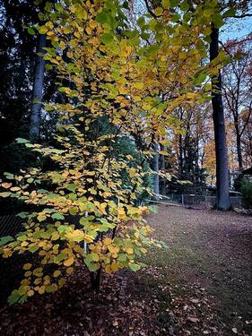 Foto - Grundstück in Freiberg zur Miete