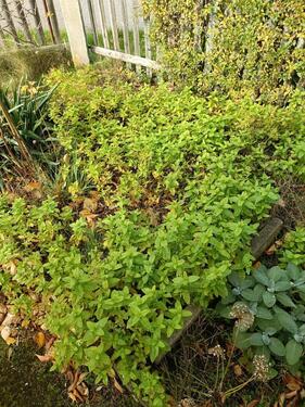 Foto - Grundst&uuml;ck in Burgstädt