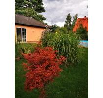 Charmanter Bungalow mit Garten, Pool und viel Privatspäre - Berlin Pankow