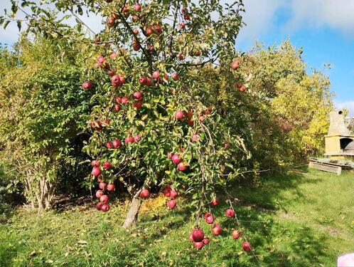 Foto - Schrebergarten zu pachten - 1.000,00&nbsp;EUR Kaltmiete, ca.&nbsp; 0,00&nbsp;m&sup2;