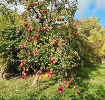 Schrebergarten zu pachten in Wellsee - Schwentinental