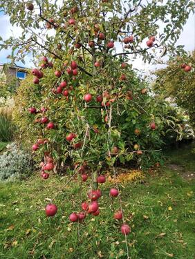Foto - Grundst&uuml;ck zur Miete in Schwentinental