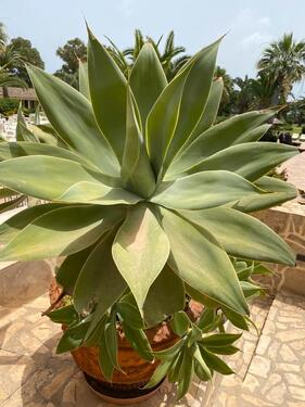 Foto - 2 Zimmer Wohnung in Schwetzingen zu vermieten