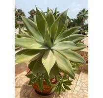 2 Zimmer Wohnung in Schwetzingen zu vermieten - Neulußheim