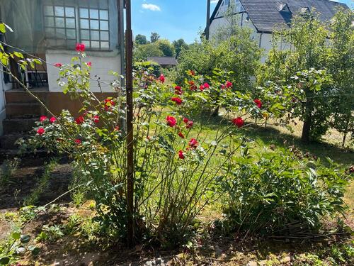 Foto - Einfamilienhaus in Osann-Monzel zum Kaufen