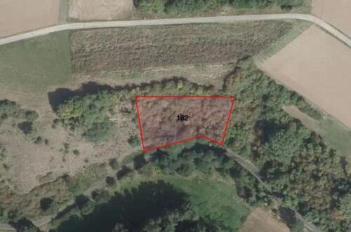 Foto - Waldfläche in Birlenbach (HLO 105)