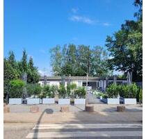 Eiscafe in top Lage abzugeben!!! - Hamburg Hamburg-Mitte