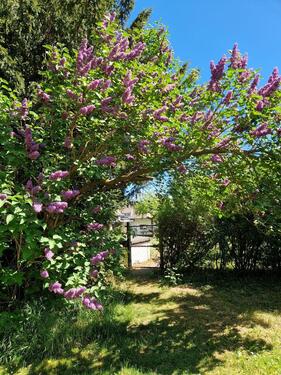 Foto - 3 Zimmer Einfamilienhaus in Goslar