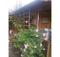 Kleingarten 315 qm Nähe Nordbad - Halle (Saale) Am Wasserturm/Thaerviertel