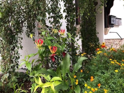 Foto - Glückwunsch - Bonus Dreiseitenhof