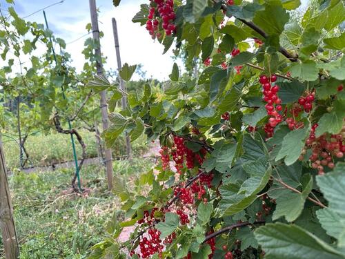 Foto - Weinberg mit Perma-Garten zu verpachten, S-Feuerbach, Hohewart