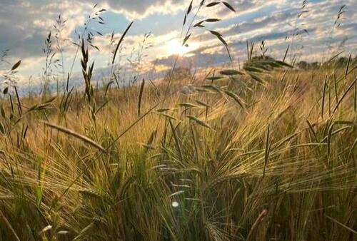 Foto - Baugrundstück in Gerolfing - 585.000,00&nbsp;EUR Kaltmiete, ca.&nbsp; 0,00&nbsp;m&sup2;