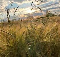 Baugrundstück in Gerolfing - 585.000,00&nbsp;EUR Kaufpreis, ca.&nbsp; 0,00&nbsp;m&sup2; in Ingolstadt (PLZ: 85049)