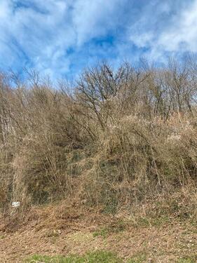 Foto - Landwirtschaftliche Fläche Dossenbach steil für Kreative