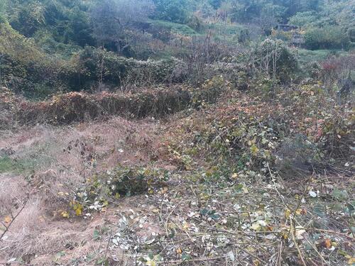 Foto - Gartengrundstück in Hemsbach zu verpachten