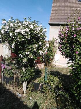 Foto - 4 Zimmer Einfamilienhaus in Schkopau