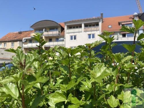 Foto - Schöne, großzügige 4-Raum-Wohnung Maisonette mit Balkon auf der Töpferstraße zu vermieten.