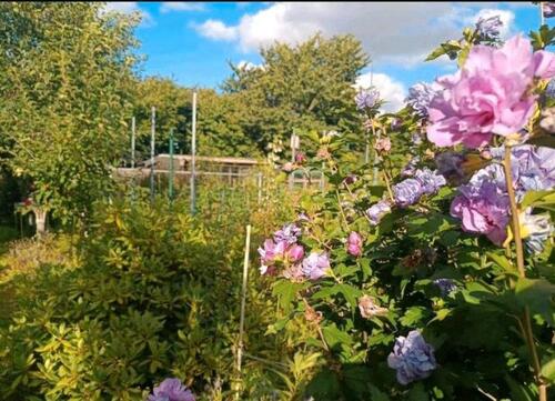 Foto - Grundst&uuml;ck zur Miete in Bad Segeberg