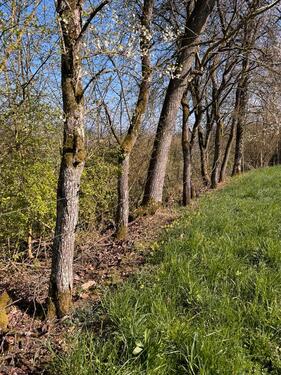 Foto - Idyllisches Wiesengrundstück halb eingezäunt