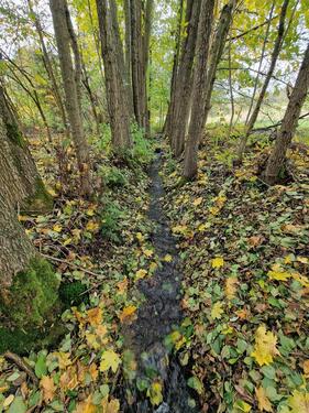Foto - Einfamilienhaus in Mulda/Sa. zum Kaufen
