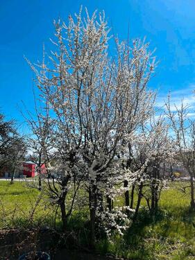Foto - andere in Kißlegg