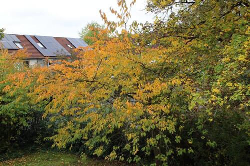 Foto - Gemütliches Studio zur Untermiete im Februar