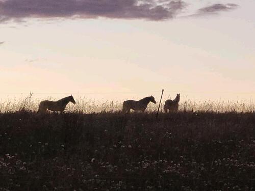 Foto - 4 Raumwohnung auf kleinem Bauernhof