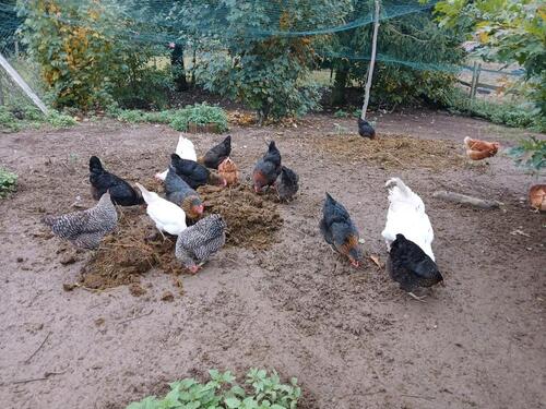 Foto - Etagenwohnung in Dippoldiswalde