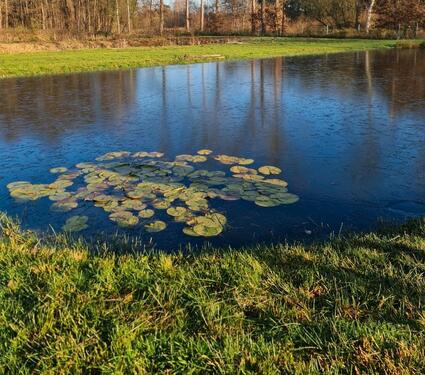 Foto - 4 Teichen zu vermieten in Wildeshausen