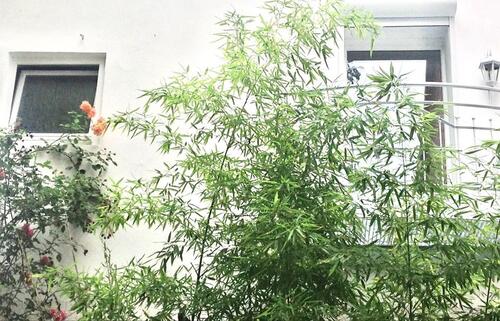 Foto - Möblierte, gepflegte 1 Zimmerwohnung, Bad u. Küche, 580,- -kalt