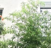 Möblierte, gepflegte 1 Zimmerwohnung, Bad u. Küche, 580,- -kalt - Verden (Aller)