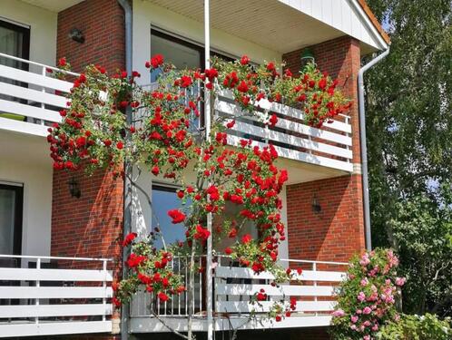 Foto - Rosige Zeiten! Wohnung im Reihenhaus-Stil direkt am Deich: 2 Wohneinheiten, 2 Küchen, 2 Bäder!
