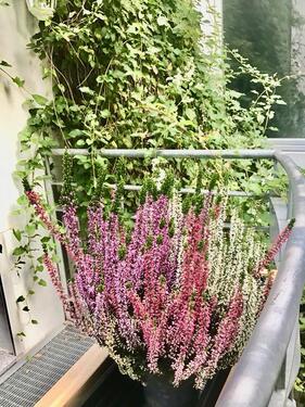 Foto - Verden City tolle möblierte 1 Zi, Küche, Bad , Balkon 480 kalt