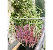 Verden City tolle möblierte 1 Zi, Küche, Bad , Balkon 480 kalt - Verden (Aller)