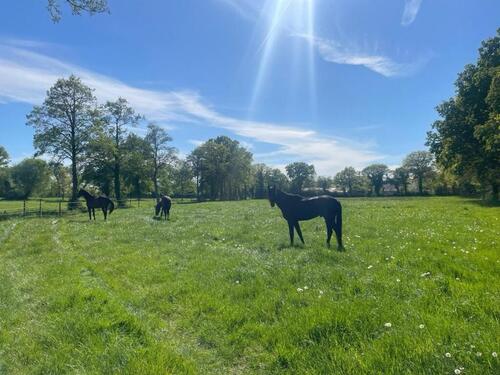 Foto - 1,6 ha Wiese Pferdeweide Grünland zu verpachten