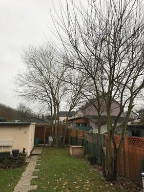 Foto - Reihenhaus zum Kaufen in Dortmund