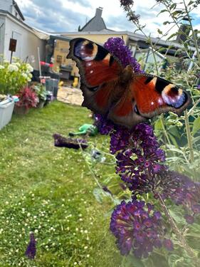 Foto - Doppelhaushälfte zu Verkaufen - 410.000,00 EUR Kaufpreis, ca.  125,00 m²