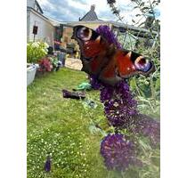 Doppelhaushälfte zu Verkaufen - 410.000,00 EUR Kaufpreis, ca.  125,00 m² in Oberhausen (PLZ: 46047) Alt-Oberhausen