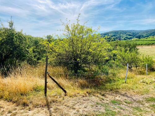 Foto - Garten Streuobstwiese zu verpachten. Top. Ruhig.