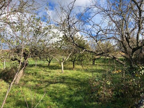 Foto - Grundst&uuml;ck zur Miete in Klingenmünster