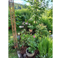 Ferienwohnung Nähe Nationalpark Schwarzwald - Bühl