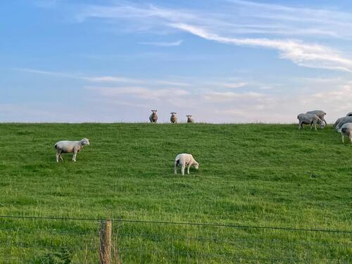 Foto - Warmmiete - Die Nordsee als Nachbar im Bungalow mit Weitblick