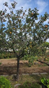 Foto - Kleingarten in Dresden Cosebaude