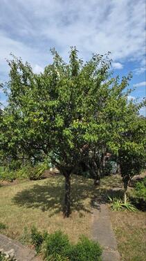 Foto - Grundst&uuml;ck zur Miete in Sebnitz