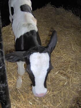 Foto - andere in Jade zur Miete