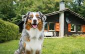 Foto - Fronleichnam mit Hund – Ferienhaus Bayerischer Wald, eingezäunt