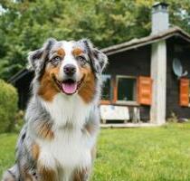 Fronleichnam mit Hund – Ferienhaus Bayerischer Wald, eingezäunt - Grafenau Frauenberg