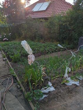 Foto - Bungalow in Goldberg zum Kaufen