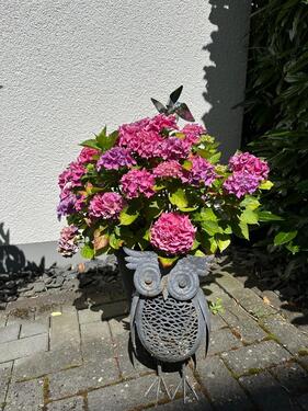 Foto - VORSCHAU: Wohnung ab 072026 zu vermieten - SENIORENFREUNDLICH !