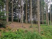 Foto - Waldfläche - 53.520,00 EUR Kaltmiete,